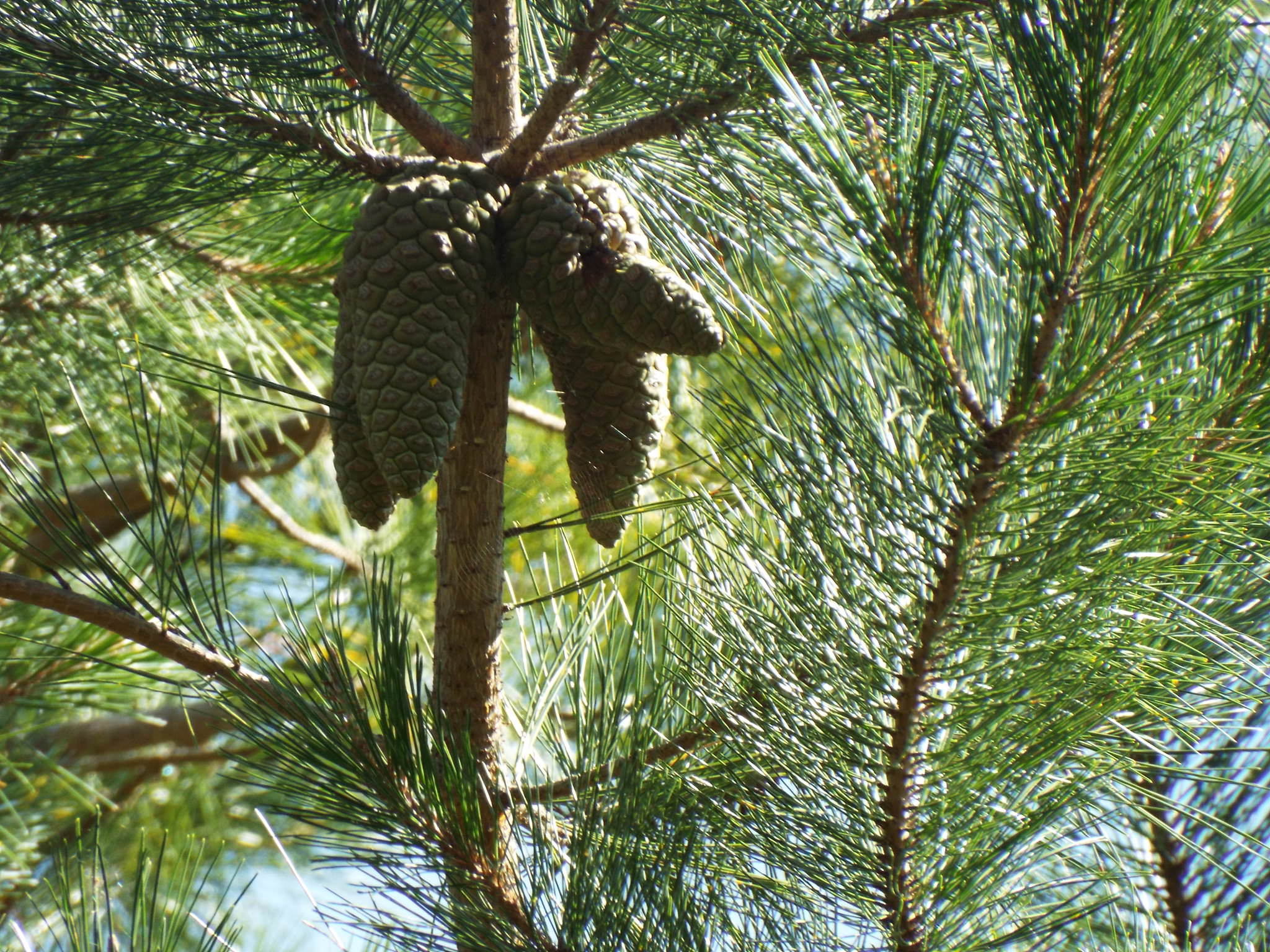 Pinus greggii